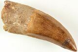 Serrated, Carcharodontosaurus Tooth - Real Dinosaur Tooth #207002-1